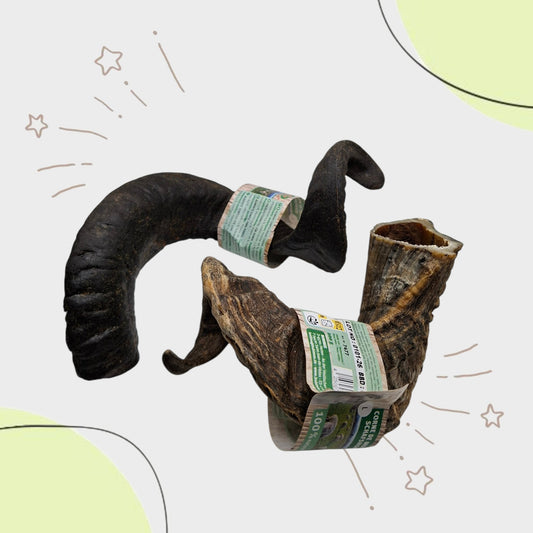 Corne de MOUTON (~200g)