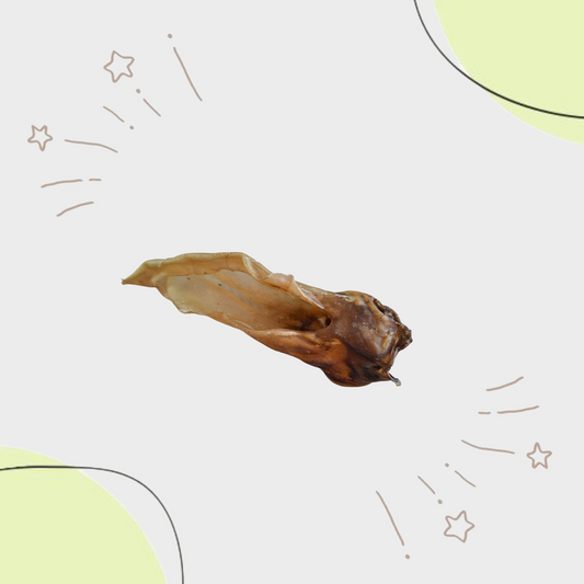 Oreille de CHEVREUIL