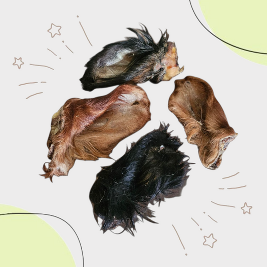 Oreille de BOEUF avec poils