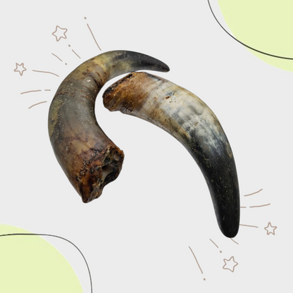 Corne de BOEUF